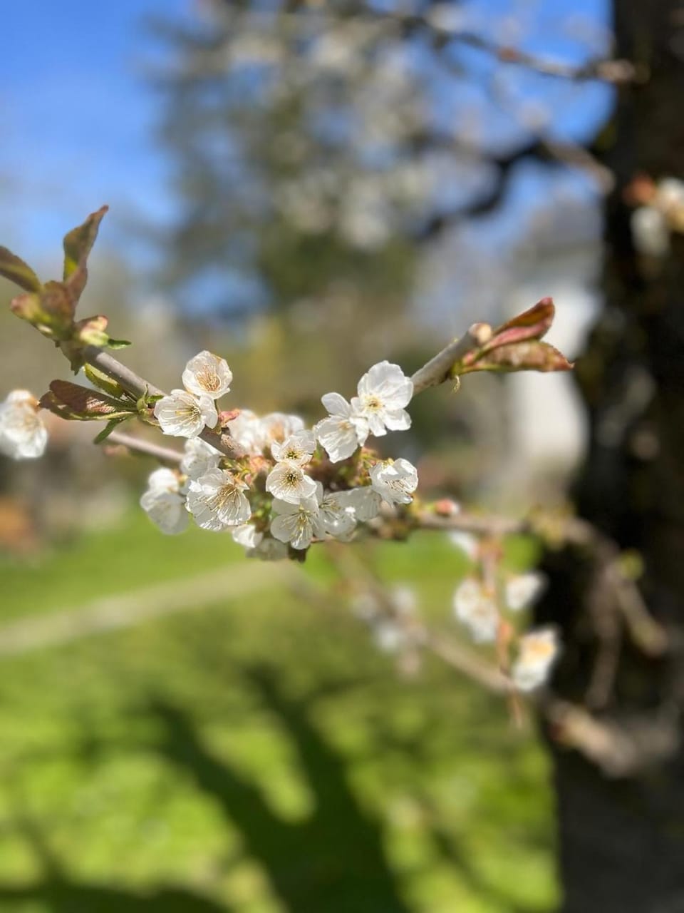 Spring, Garden, Garden view