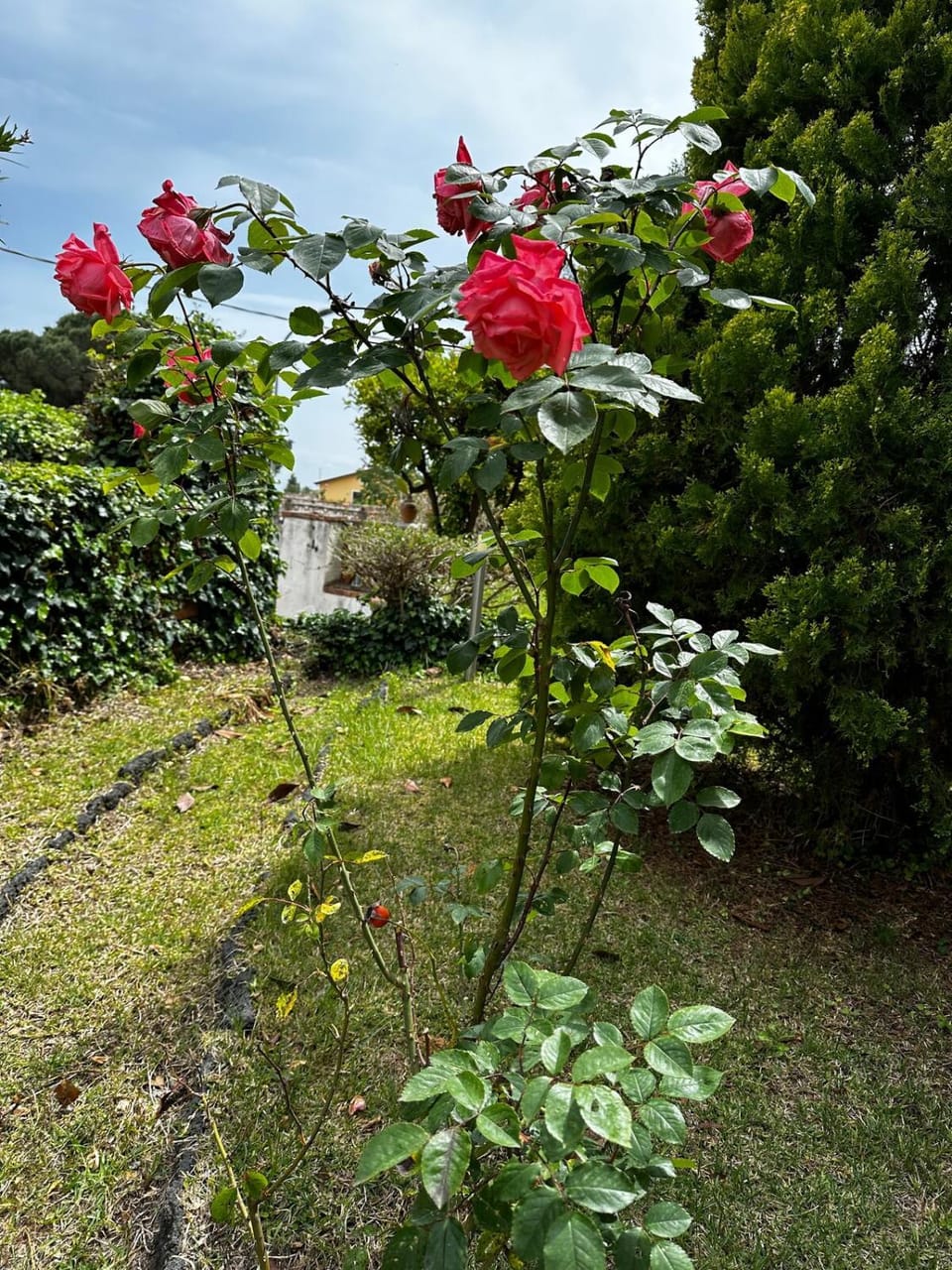 VILLA VISCALORI A garden with pool and see view near Etna House in Sicily