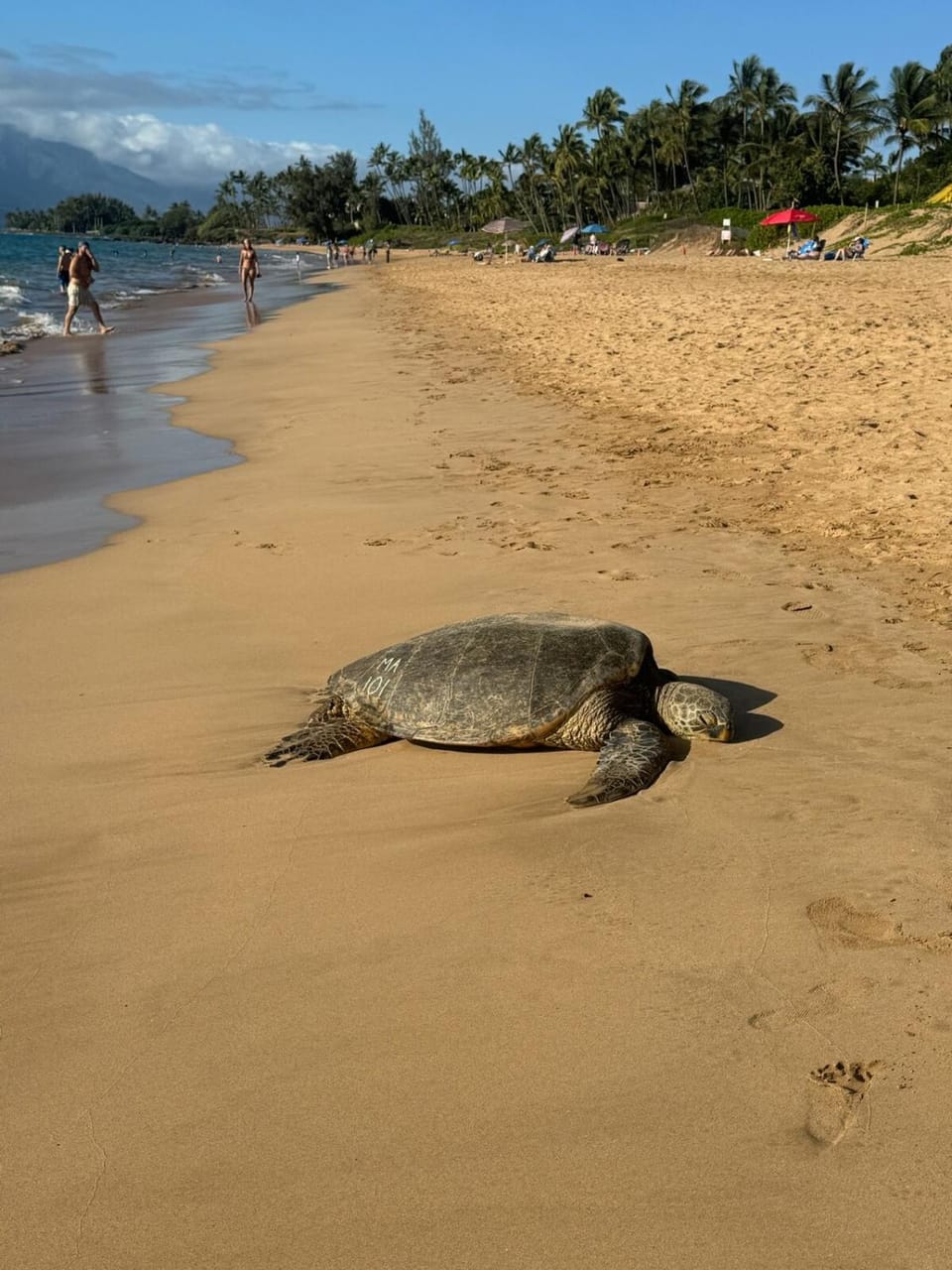 Turtle Paradise - King bed, AC, Across from Beach Apartment in Kihei