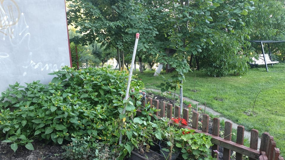 Garden view