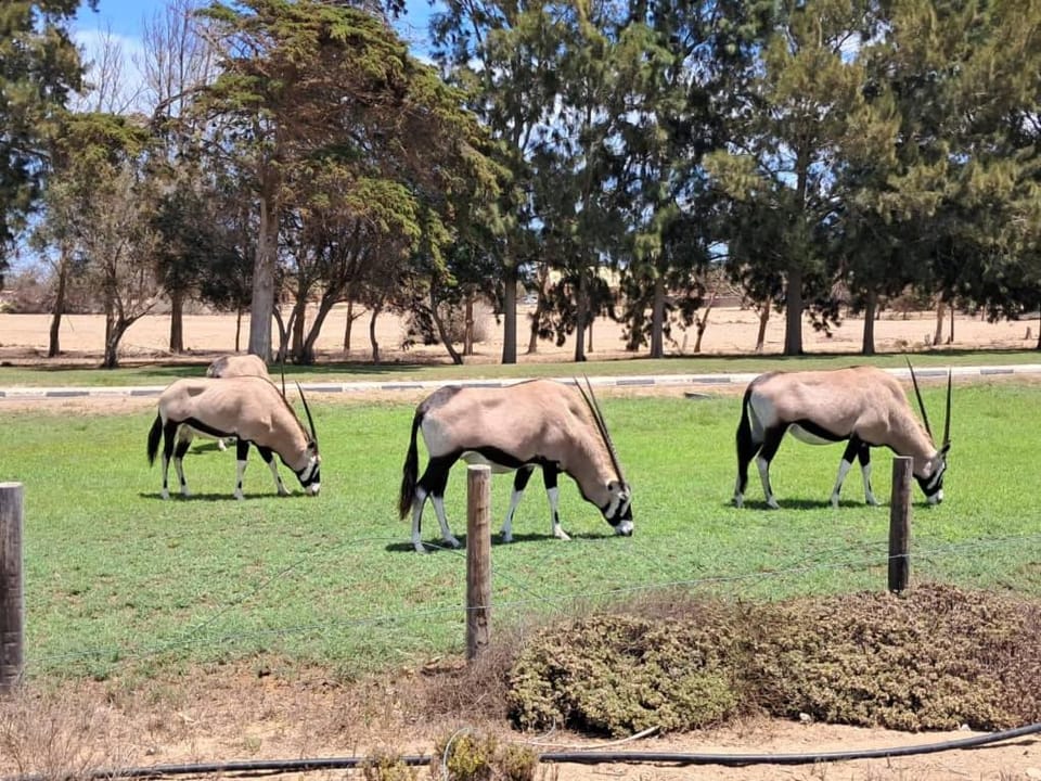 Shiloah Guesthouse Unit 3 Bed and Breakfast in Namibia