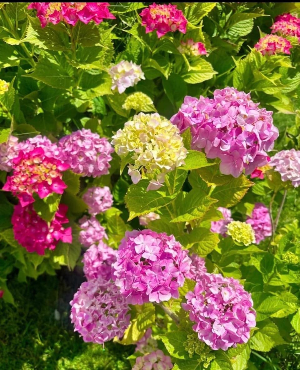 Garden, Garden view