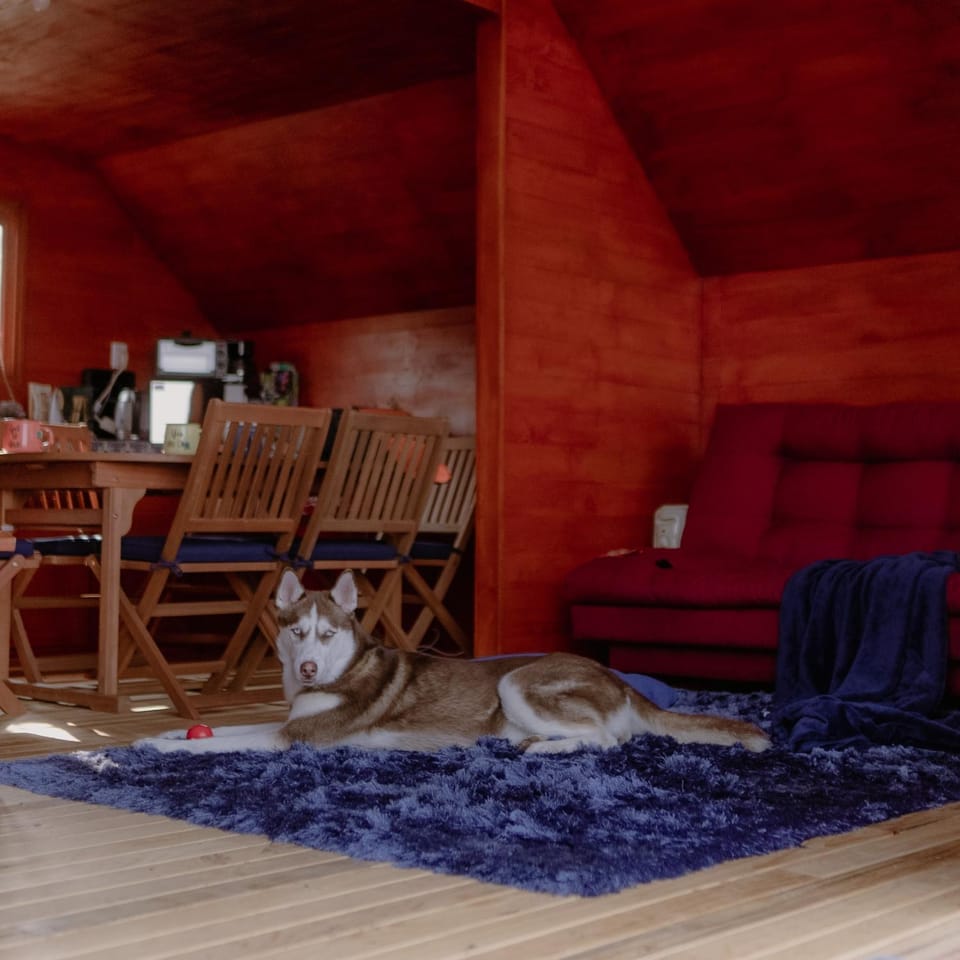 Living room, Seating area, Pets