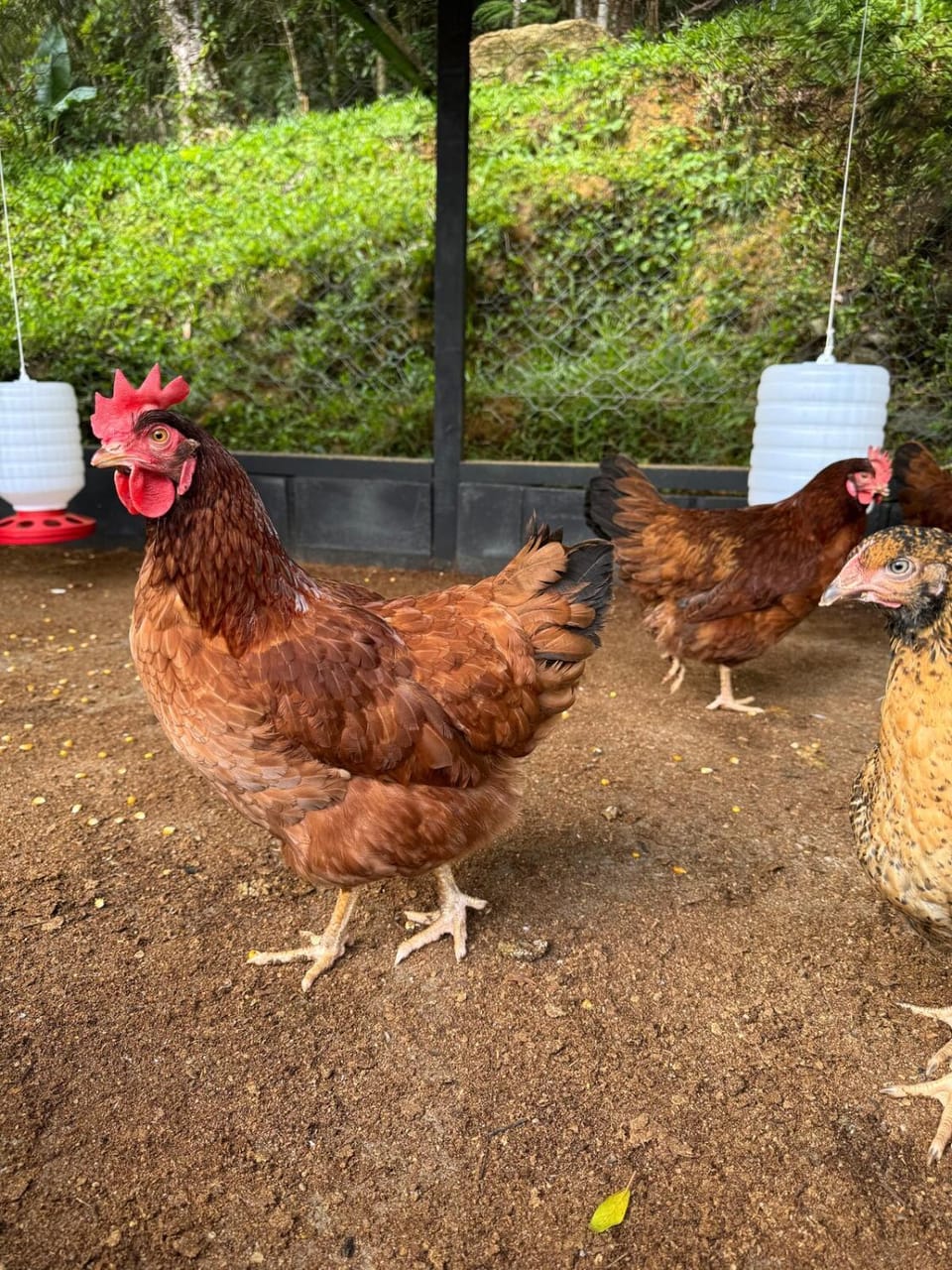 Serra Nevada House House in Nova Friburgo