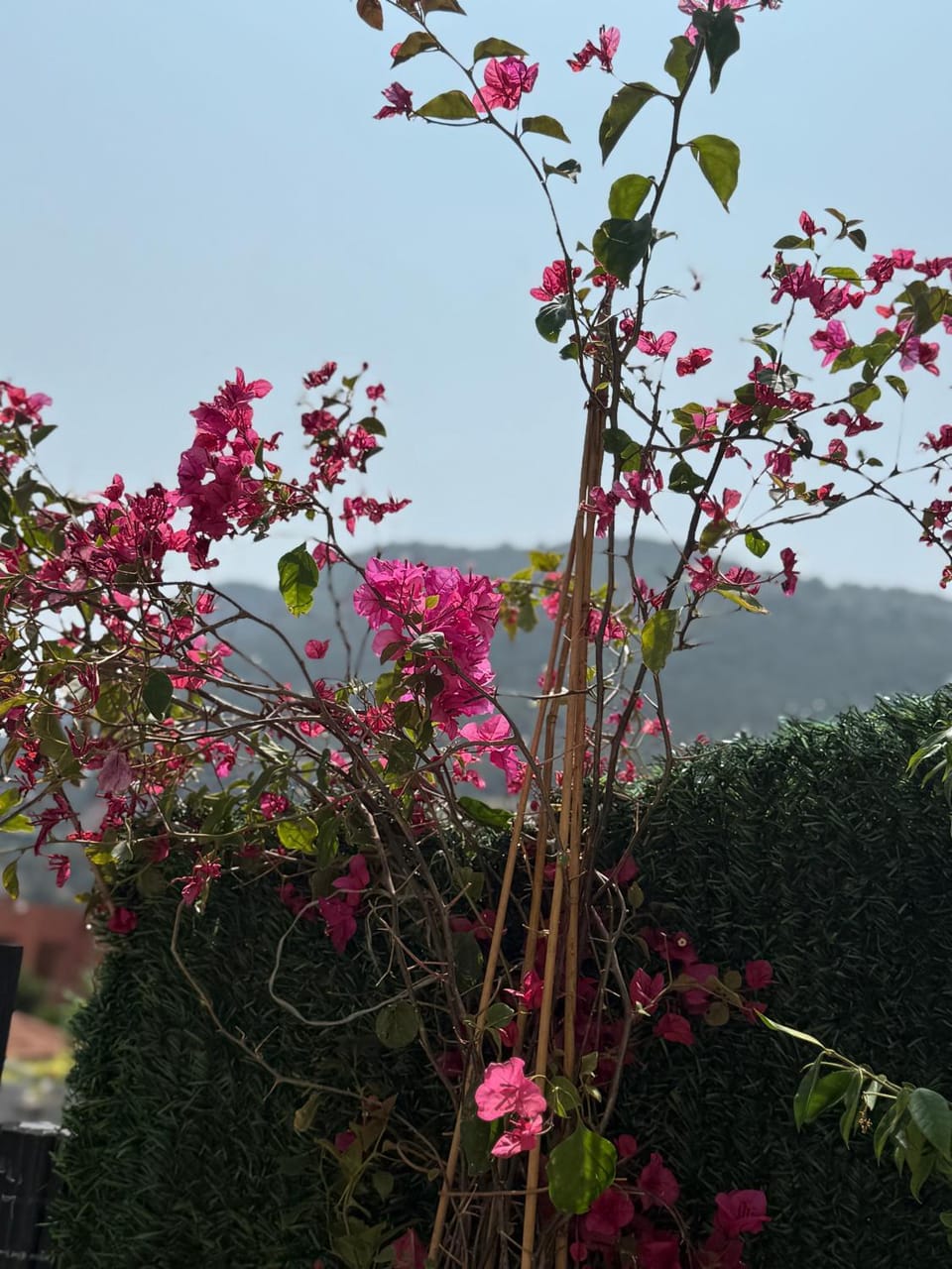 Day, Natural landscape, Garden