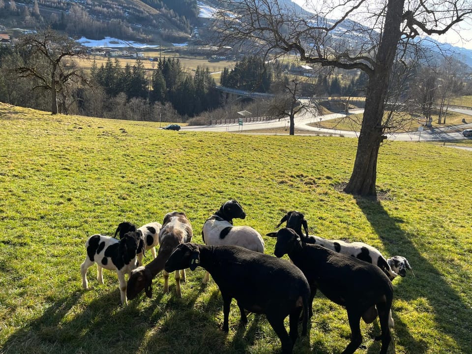 Animals