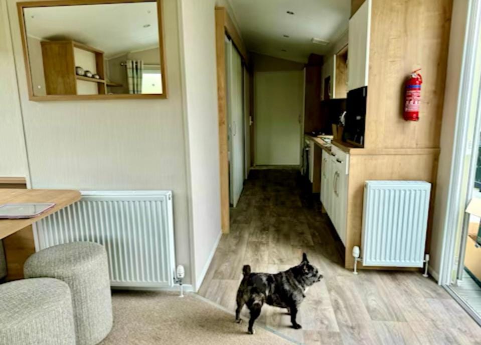 Pets, internet
