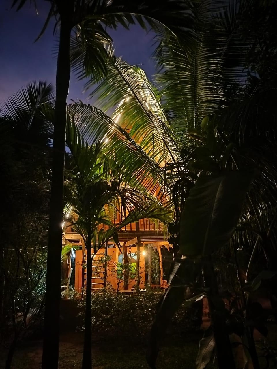 Property building, Night, Natural landscape, Garden, Garden view