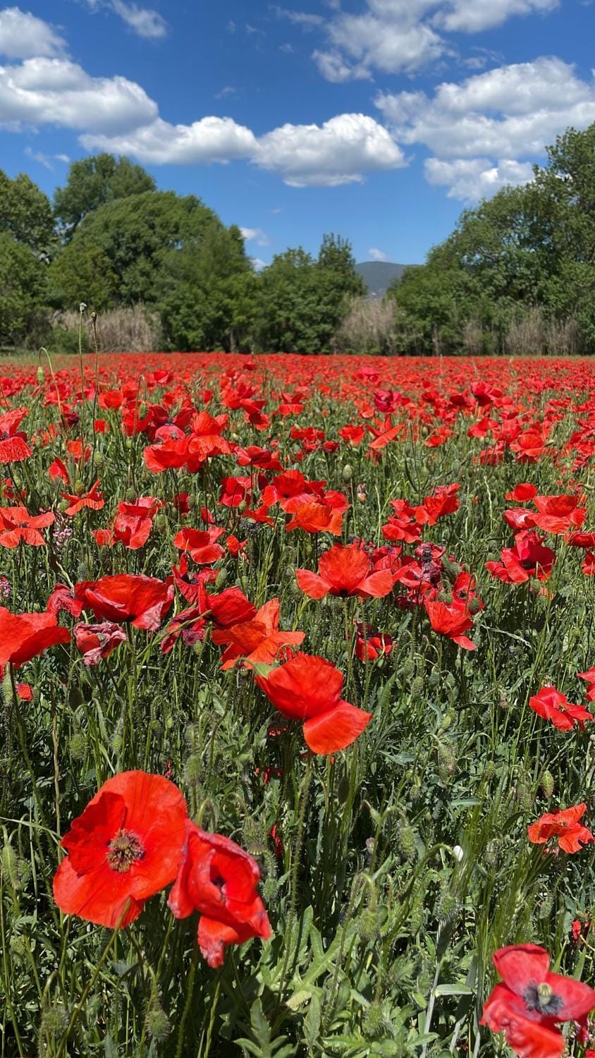 Studio indépendant avec piscine proche Lourmarin Apartment in Provence-Alpes-Côte d'Azur