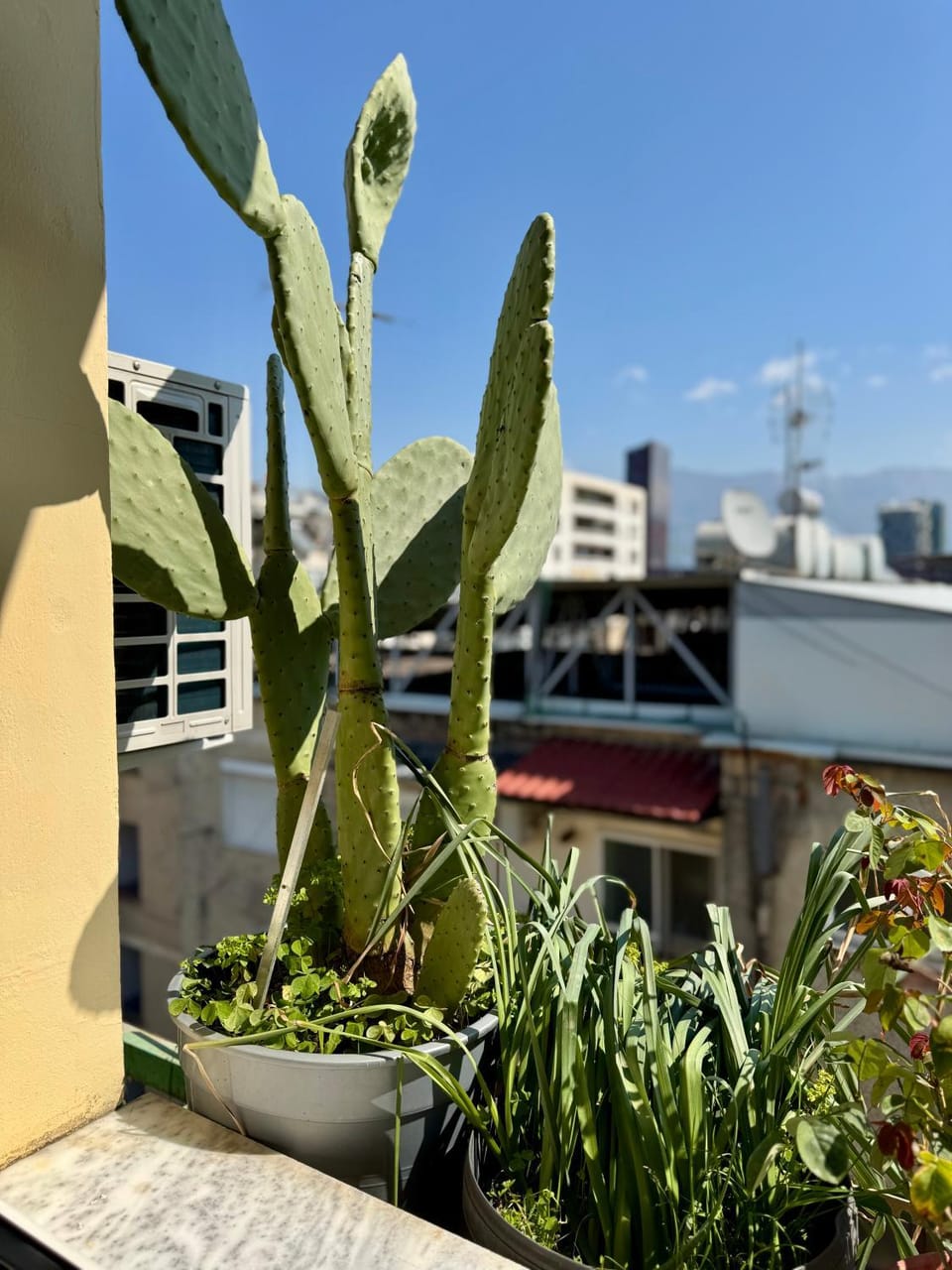 View (from property/room)