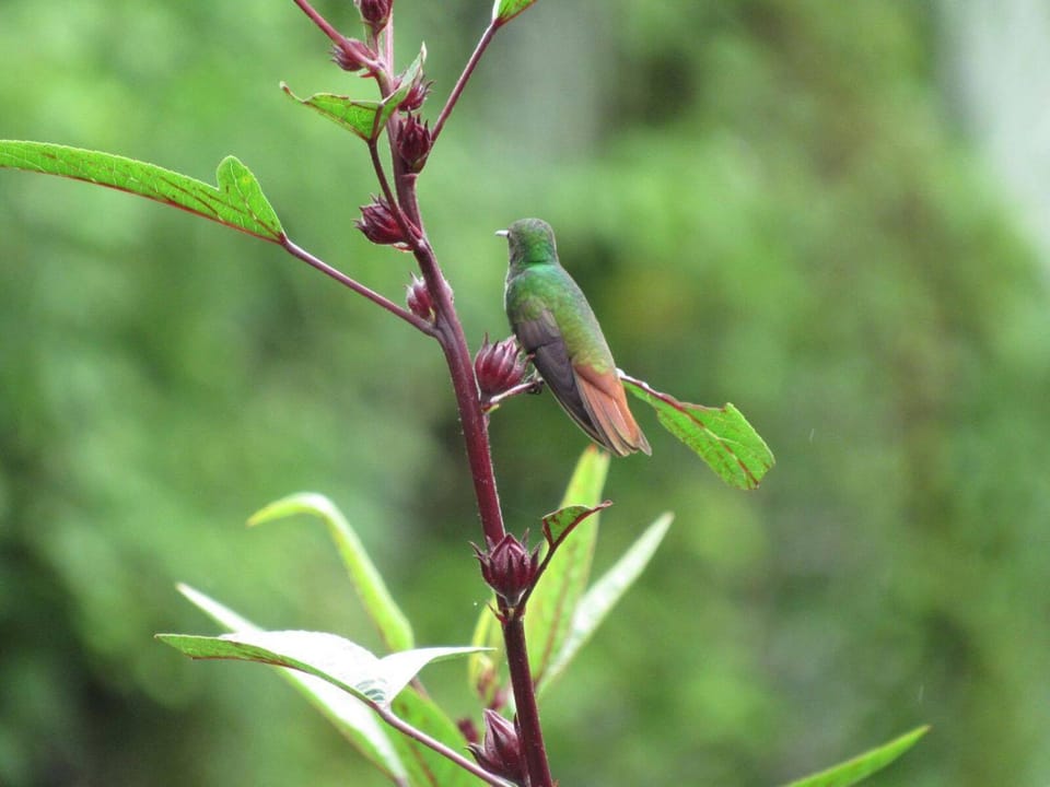 Spring, Natural landscape, Garden, Animals, Garden view