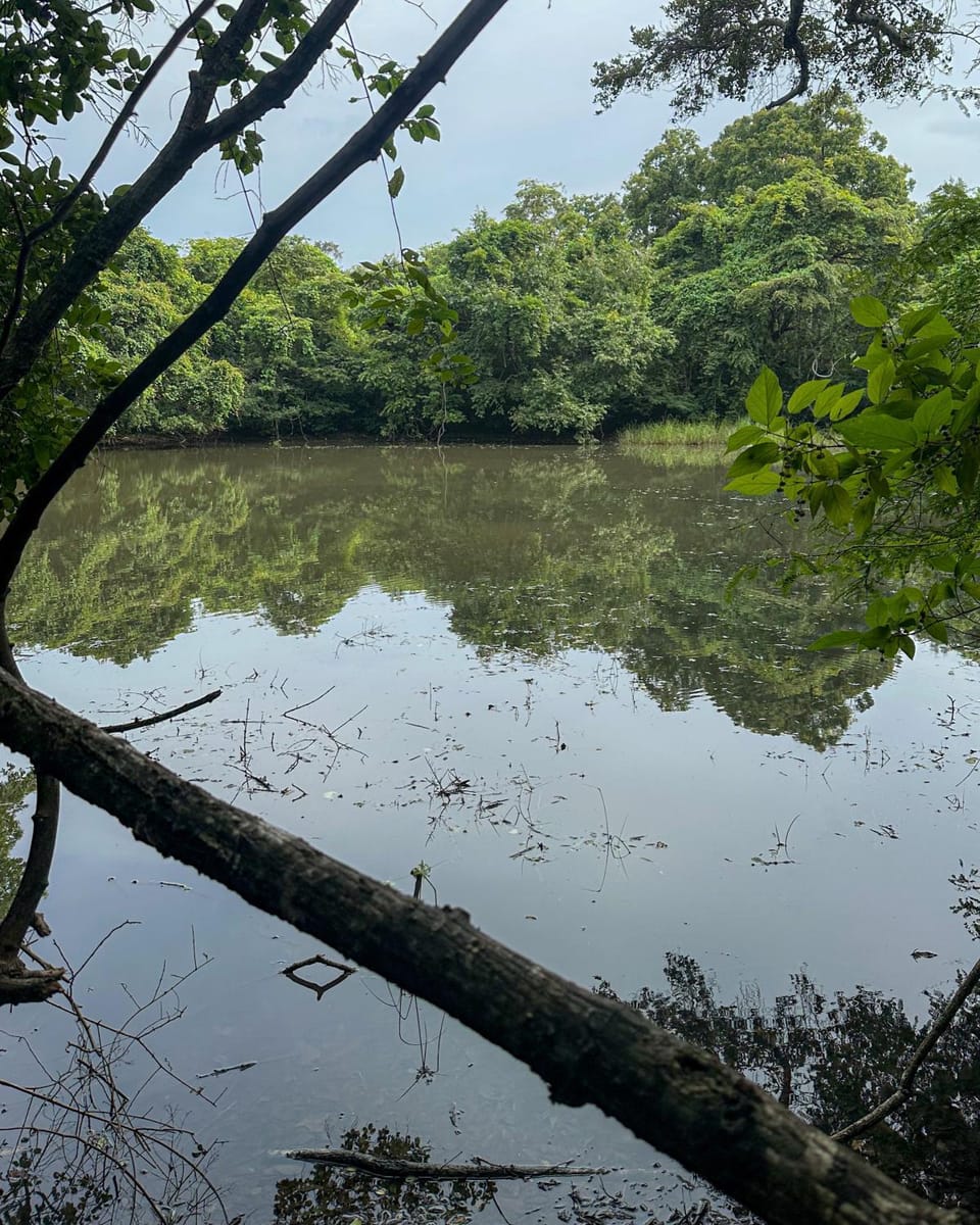 Lake view