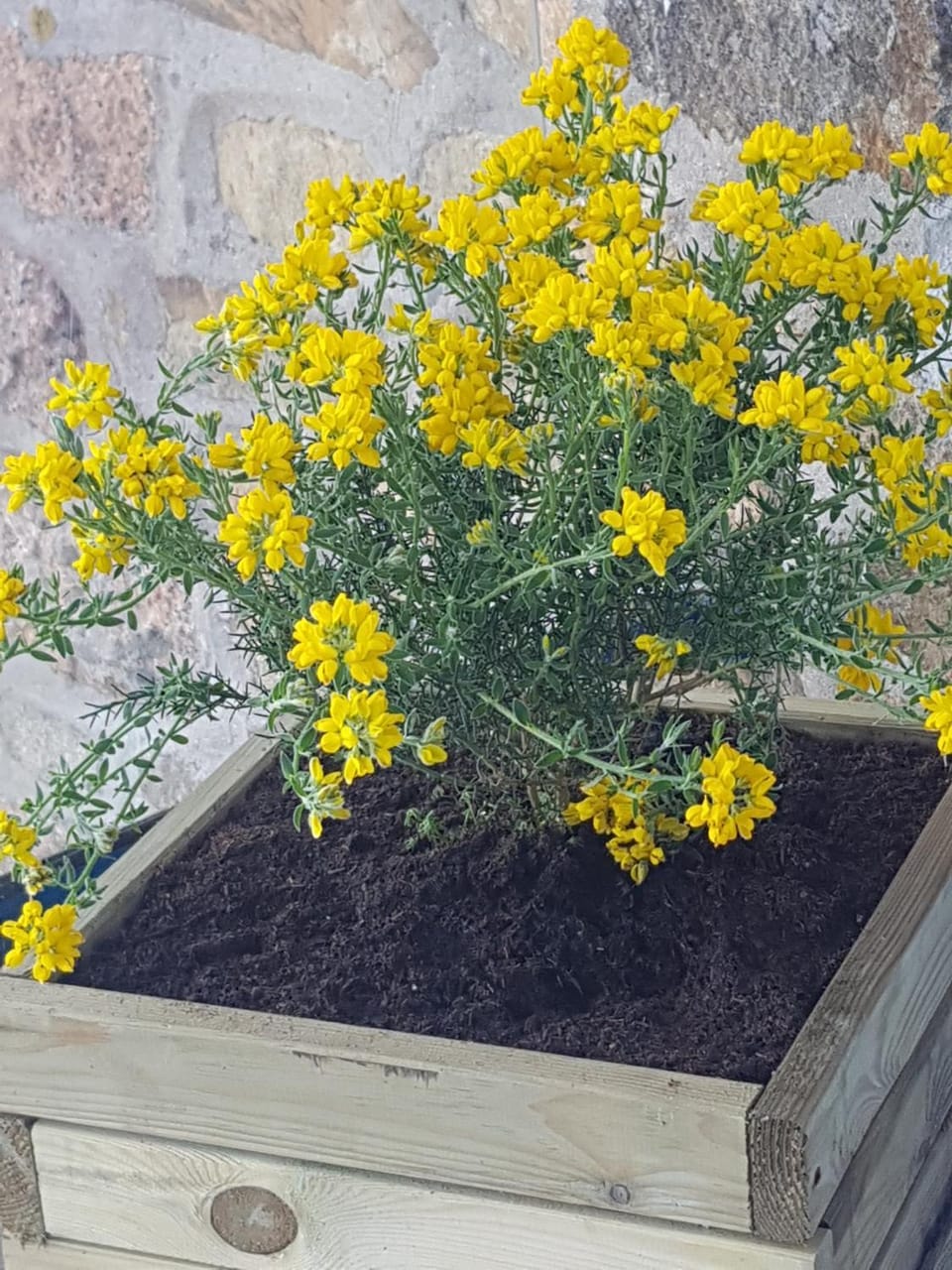 Studio Apartment in Trégastel