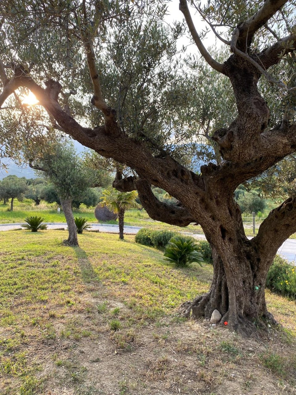 Garden, Garden