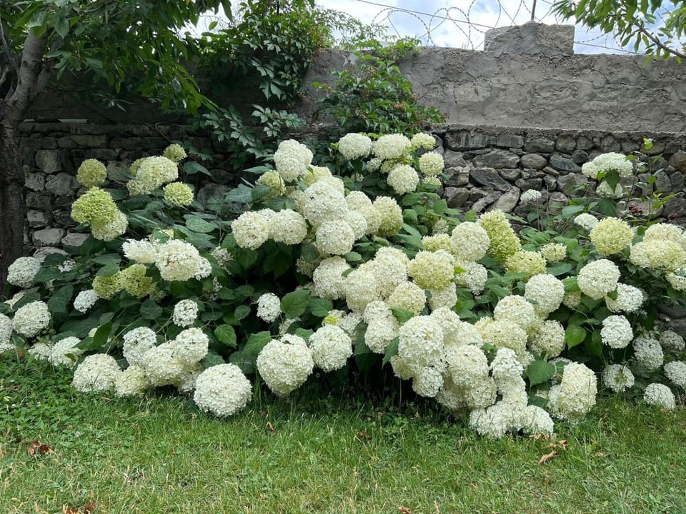 Garden view