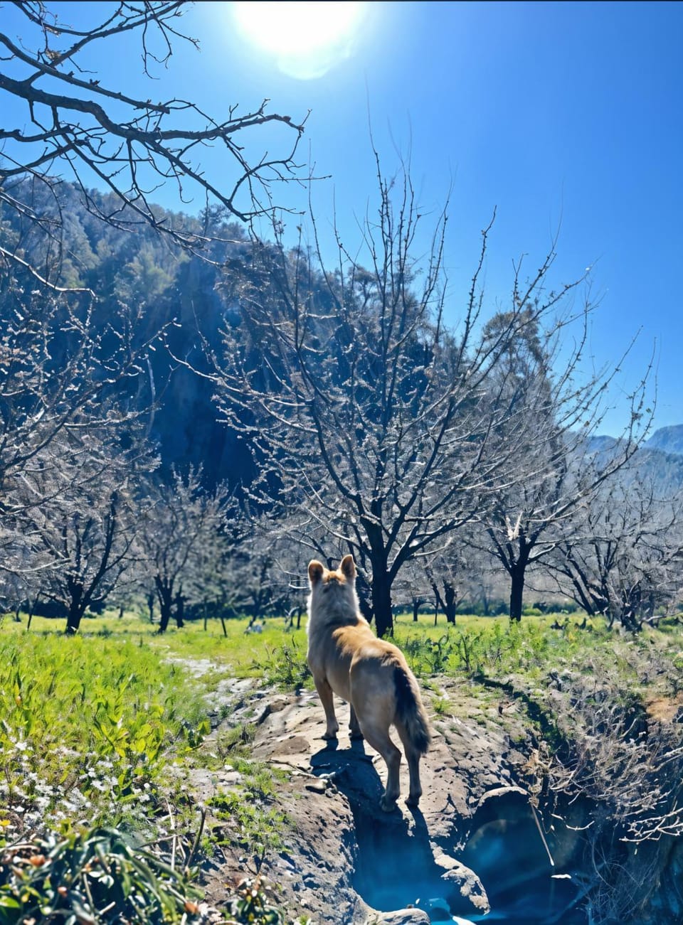 Spring, Natural landscape, Pets