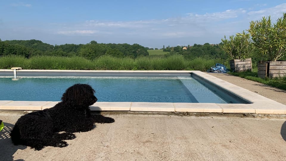 Pets, Pool view, Swimming pool