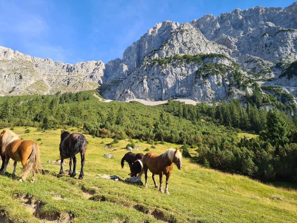 Natural landscape, Animals
