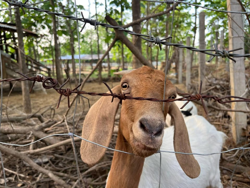Day, Animals