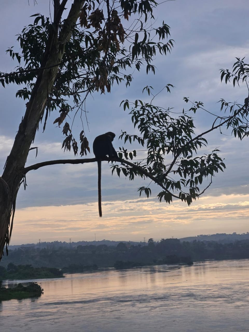 Nile river cottages Apartment in Uganda