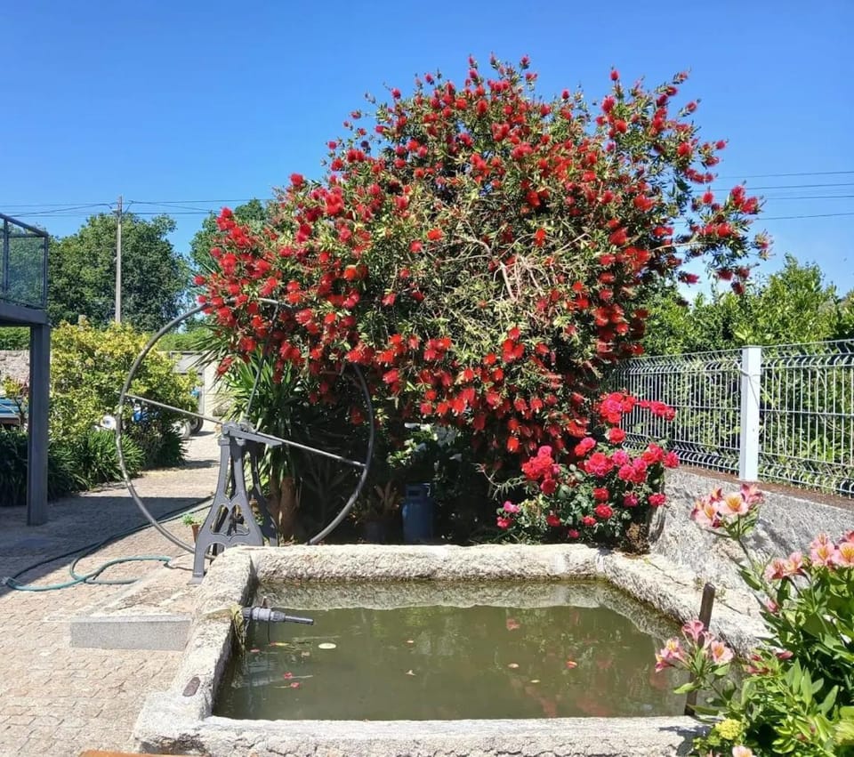 Spring, Garden, Garden view