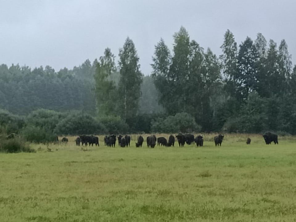 Animals