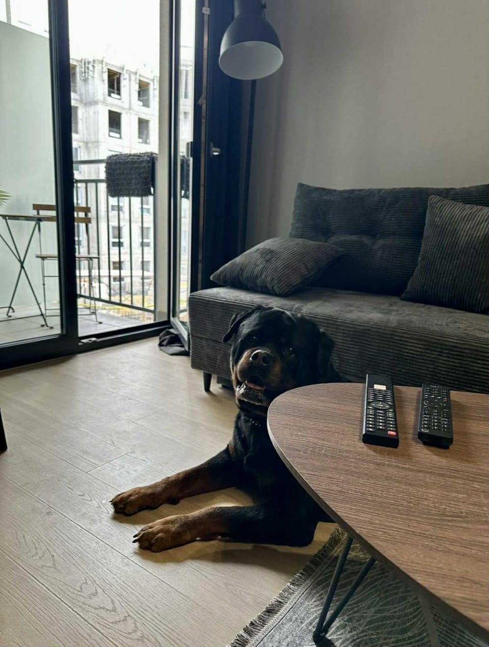 Living room, Animals