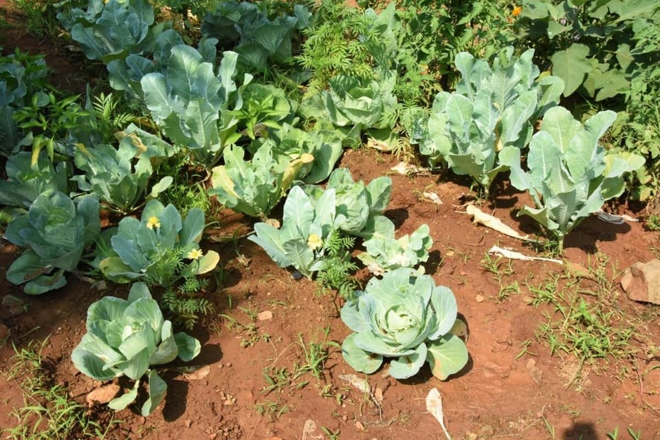 Garden, Garden
