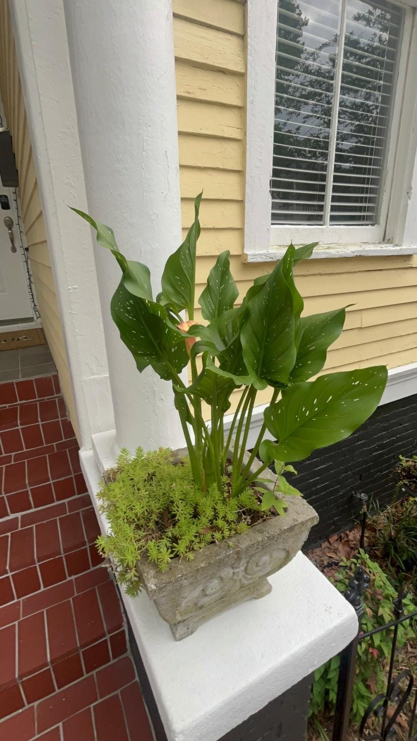 Facade/entrance, Garden