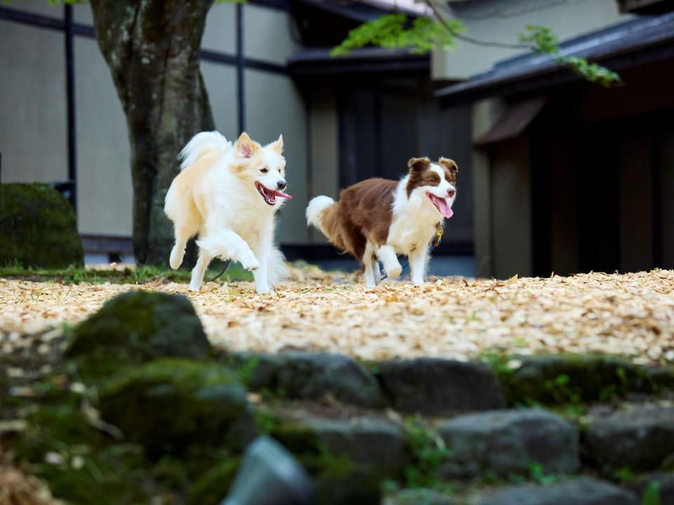 Pets