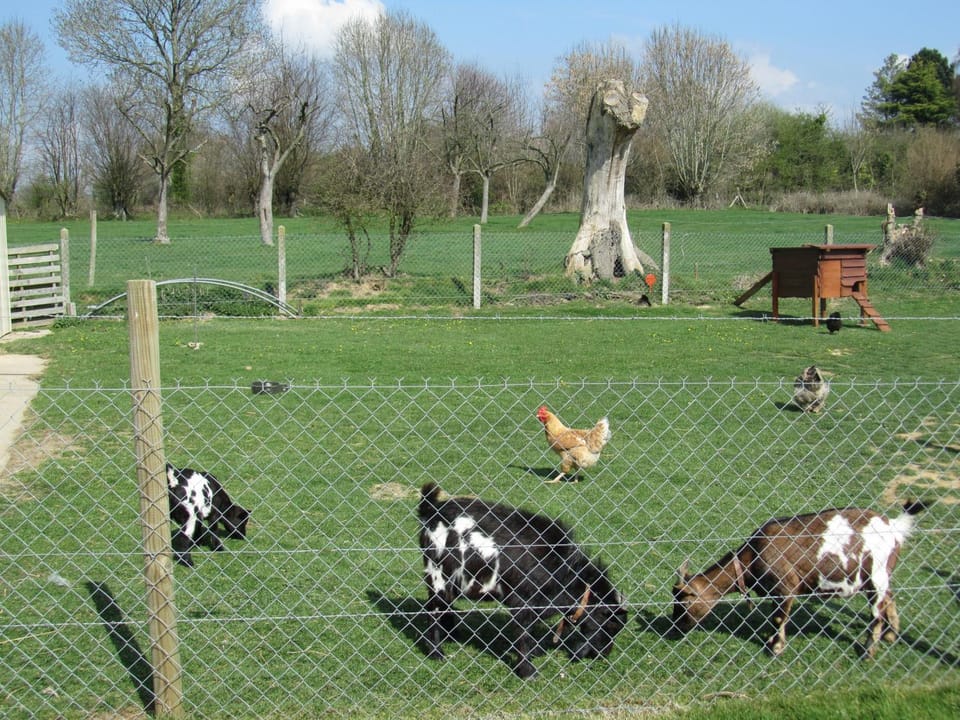 Animals