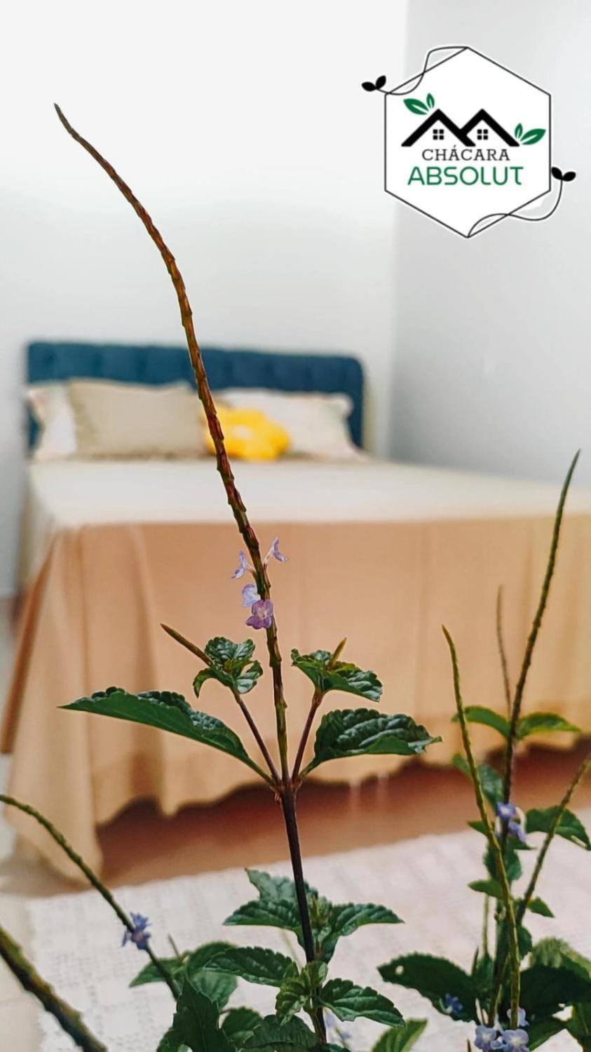 Chacara Absolut House in State of Goiás