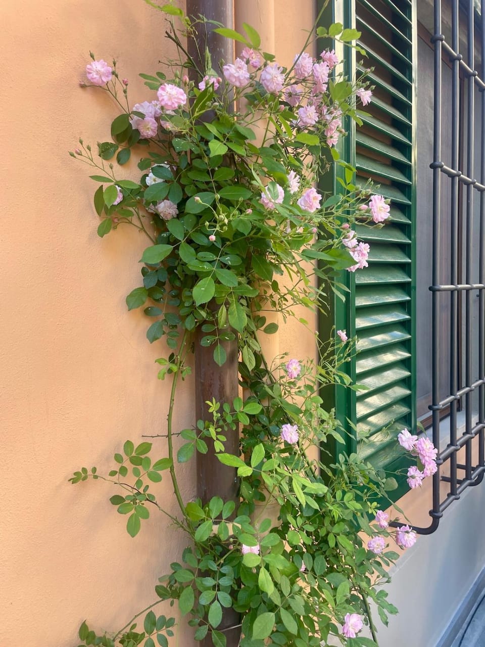 Notes of Florence - Stylish Suite in an Authentic Area Bed and Breakfast in Florence