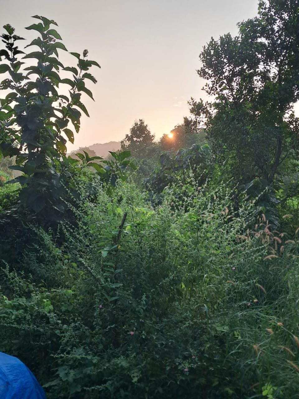 Sunrise
