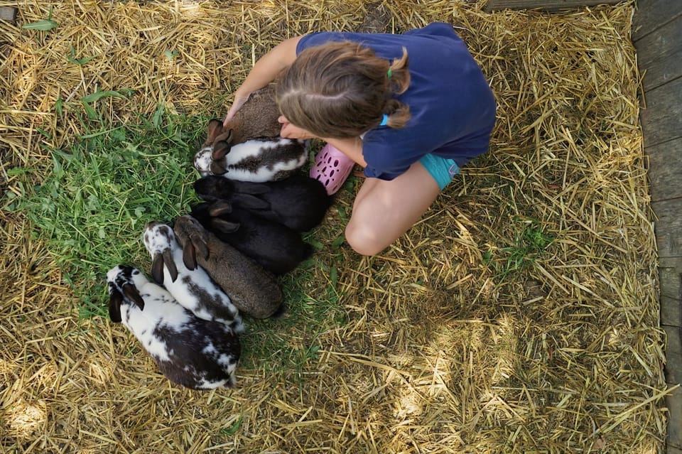 Animals