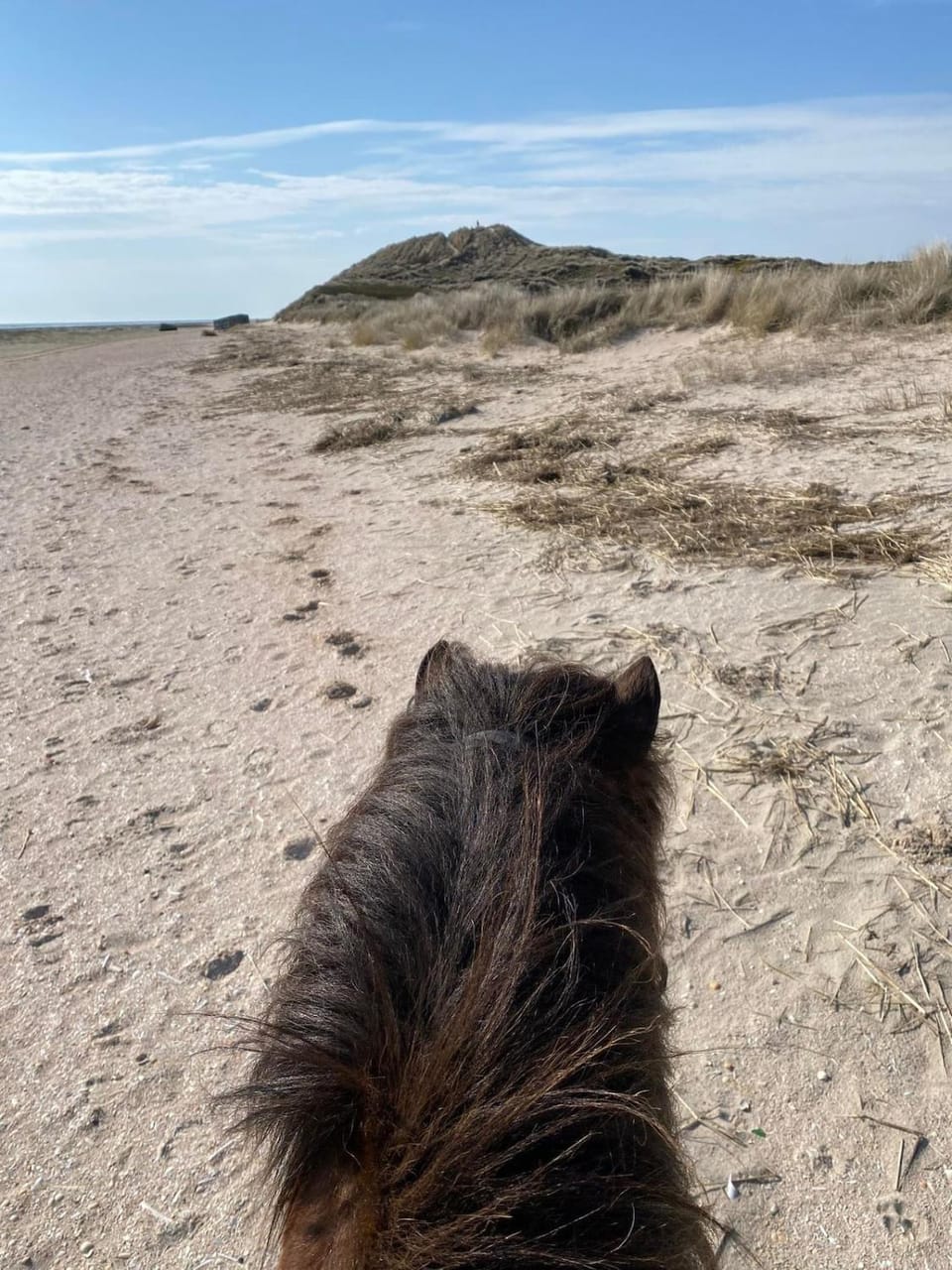 Natural landscape, Horse-riding, Beach, Animals, Sea view