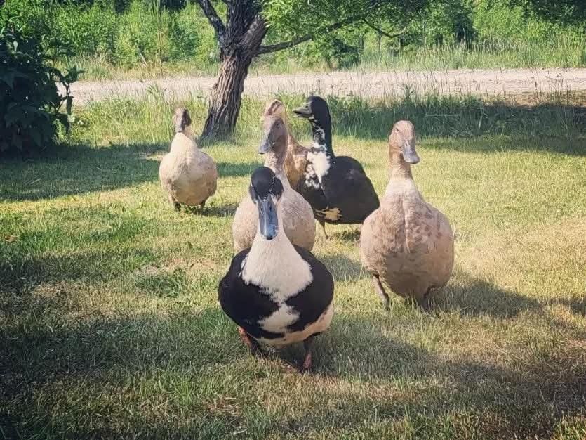 Animals