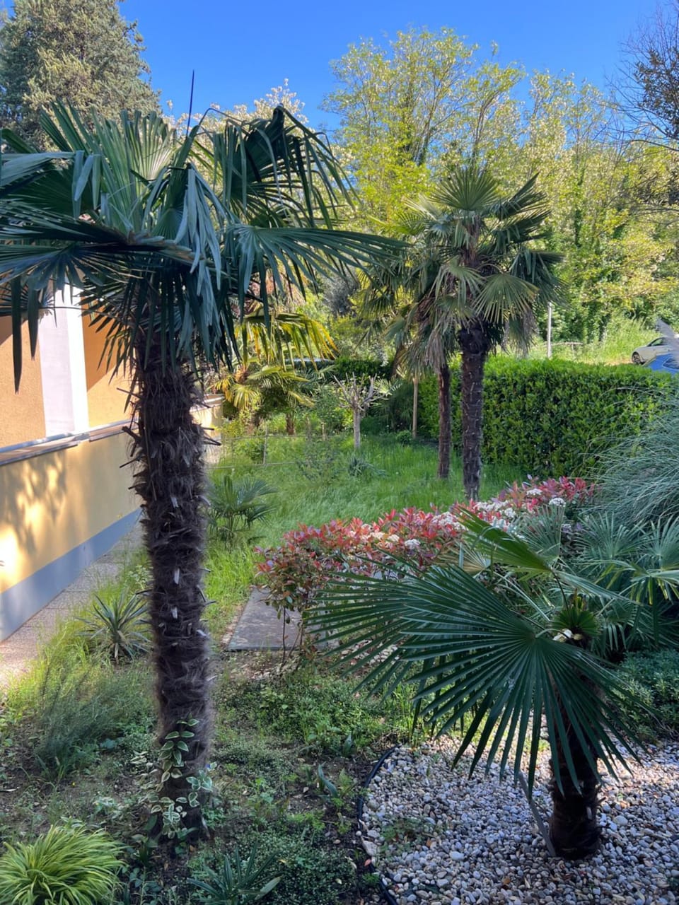 Garden view