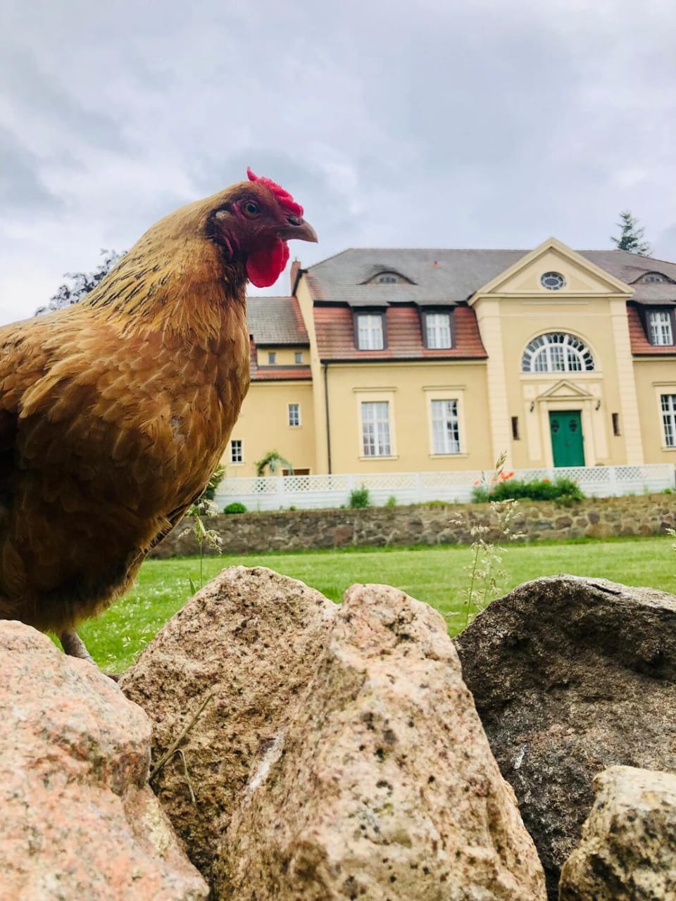 Property building, Animals