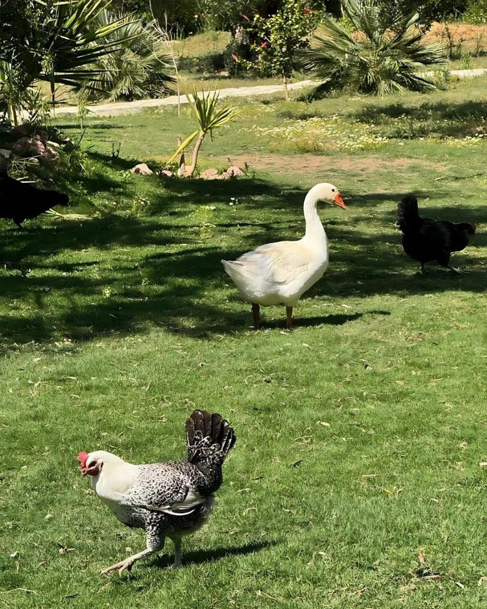 Day, Garden, Garden, Animals