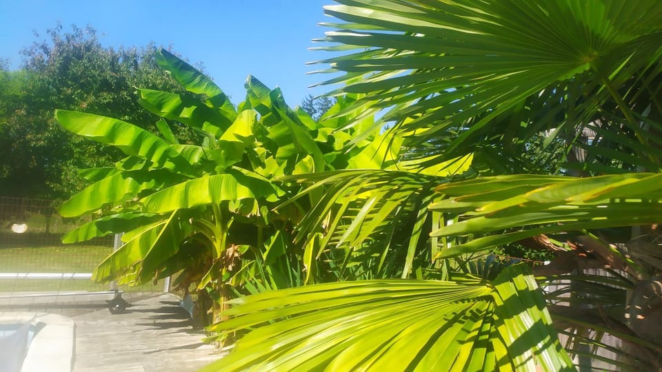 Natural landscape, Garden, Garden view