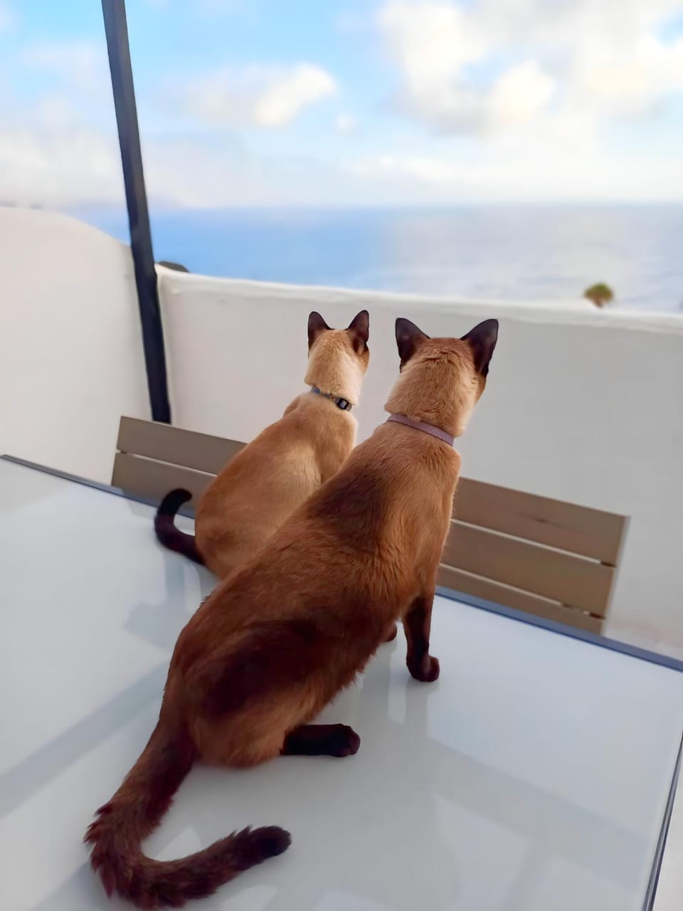 Dragon View - Oceanfront Apartment Faro de Sardina Apartment in Comarca Norte