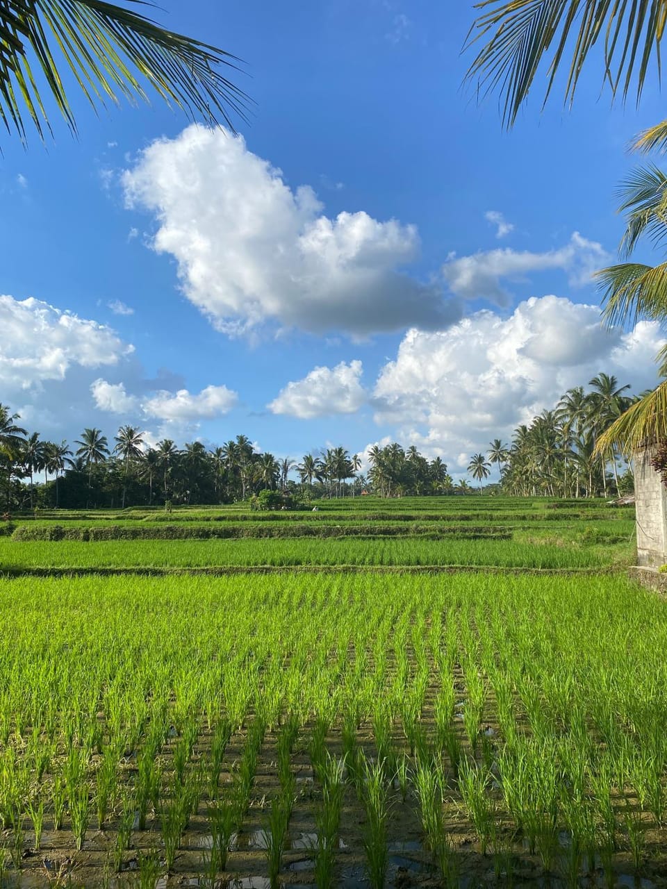 Hening suites Ubud Hotel in Payangan