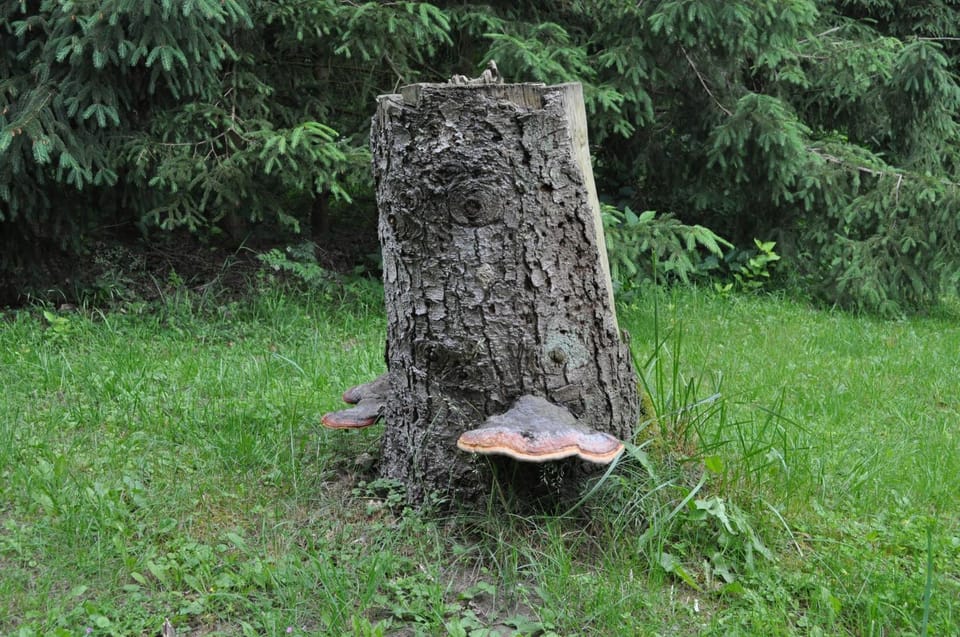 Finnhütte-mit dem Gesang der Vögel erwachen House in Plau am See