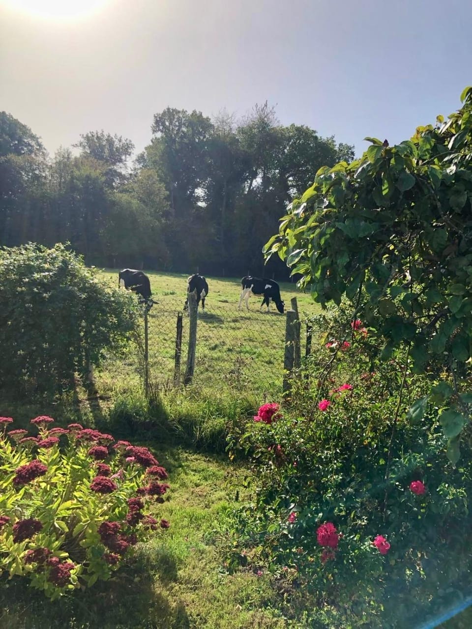 Natural landscape, Garden, Garden view