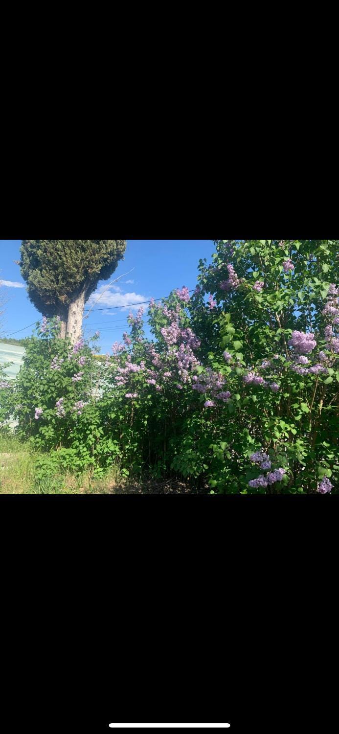 Petite maison de campagne House in Forcalquier