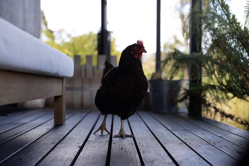Balcony/Terrace, Animals