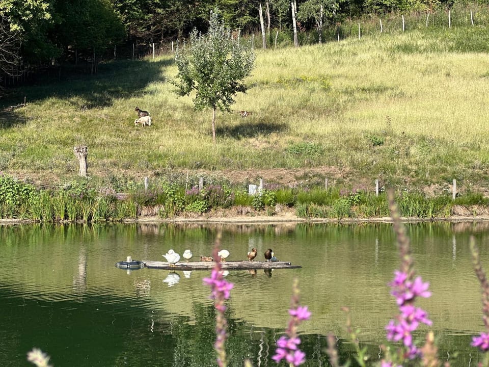 Peaceful Lake House Chalet in Prahova, Romania