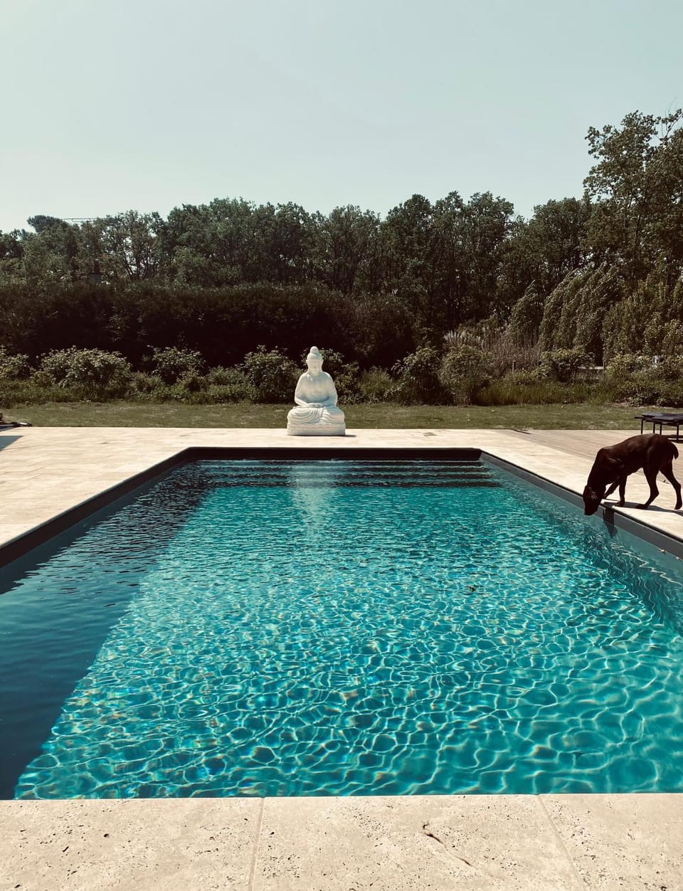 Day, Animals, Pool view, Swimming pool, Swimming pool