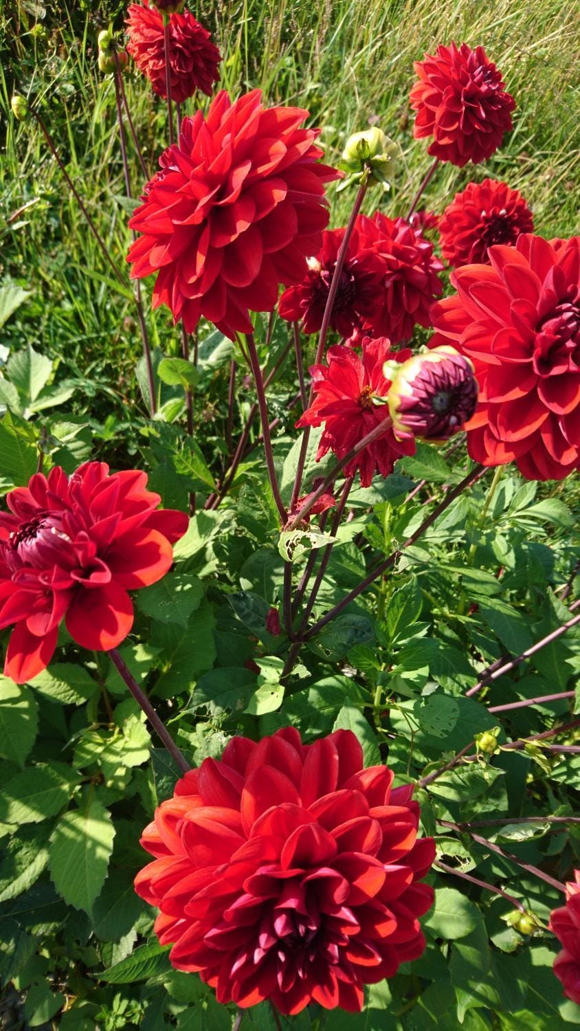 An Carraig Ard B&B Bed and Breakfast in County Cork